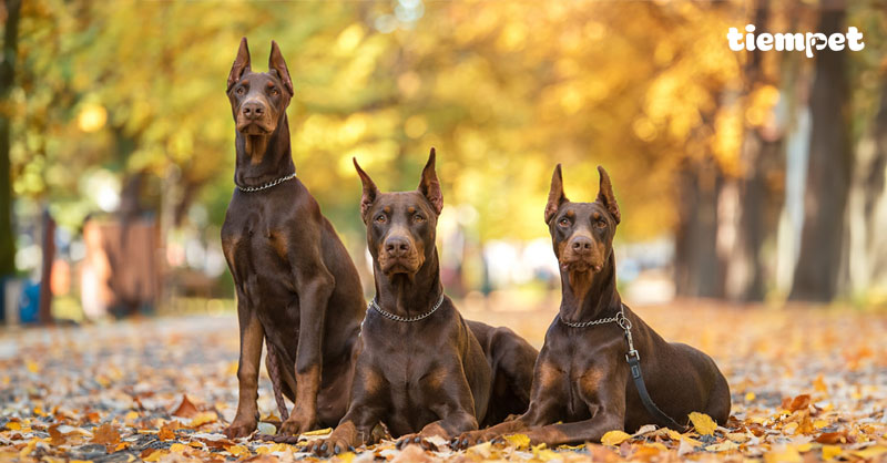 Giống chó Doberman: Nguồn gốc, đặc điểm, cách nuôi và giá bán