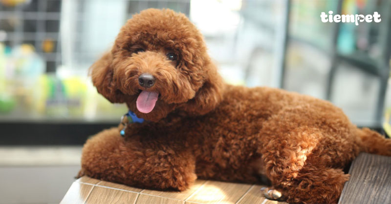 Giống chó Poodle: Nguồn gốc, đặc điểm, cách nuôi và giá bán