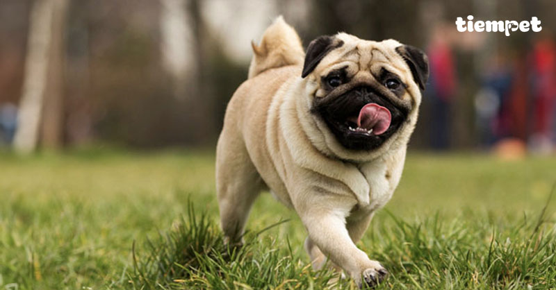 Giống chó Pug: Nguồn gốc, đặc điểm, cách nuôi và giá bán