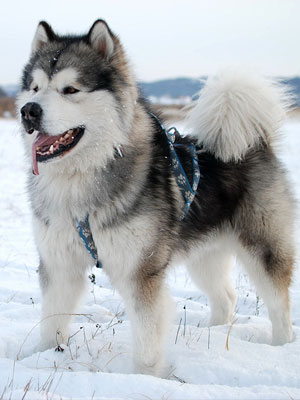 Chó Alaska