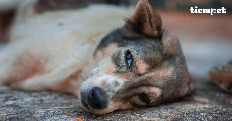 Chó bị chảy máu mũi: Dấu hiệu nhận biết và cách sơ cứu tại nhà