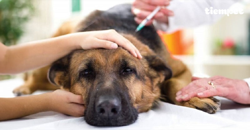 Chó bị co giật: Dấu hiệu nhận biết và cách sơ cứu tại nhà