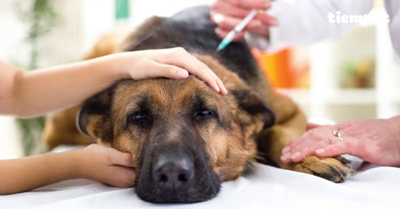 Chó bị sốt: Dấu hiệu nhận biết và cách sơ cứu tại nhà