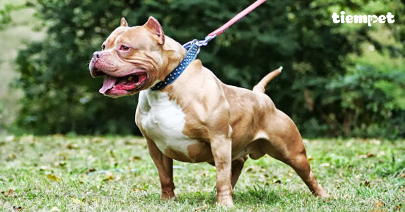 Giống chó Pitbull: Nguồn gốc, đặc điểm, cách nuôi và giá bán
