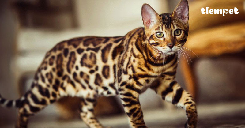 Giống mèo Bengal: Nguồn gốc, đặc điểm, cách nuôi và giá bán