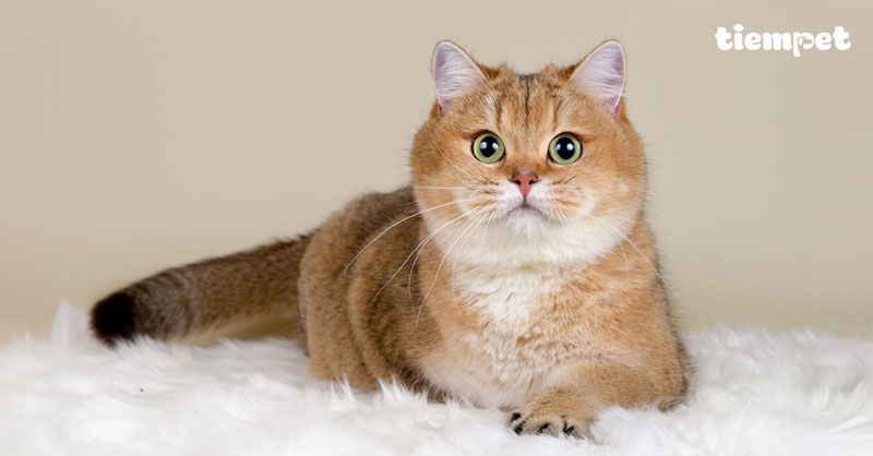 Giống mèo Golden: Nguồn gốc, đặc điểm, cách nuôi và giá bán