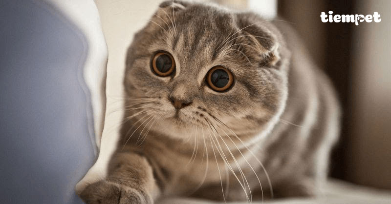 Giống mèo Munchkin: Nguồn gốc, đặc điểm, cách nuôi và giá bán