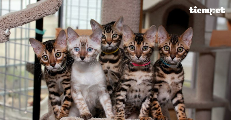 Giống mèo Ocicat: Nguồn gốc, đặc điểm, cách nuôi và giá bán