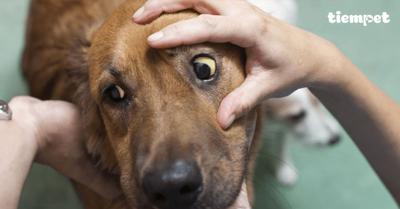 Bệnh Lepto ở chó lây sang người không và cách điều trị bệnh leptospira?