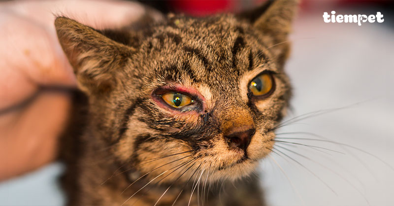 Mèo bị viêm mắt: Nguyên nhân, triệu chứng và cách chữa trị