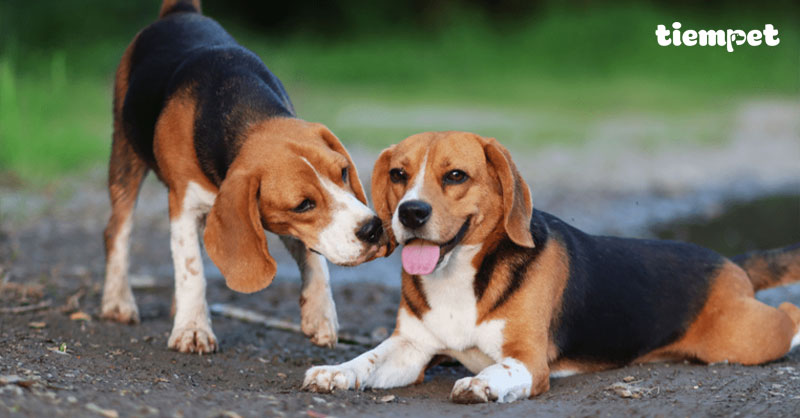 Giống chó Beagle: Nguồn gốc, đặc điểm, cách nuôi và giá bán