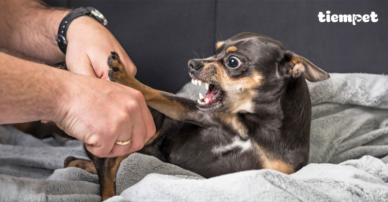 Chó bị hoảng sợ: Dấu hiệu nhận biết và cách xử lý tại nhà