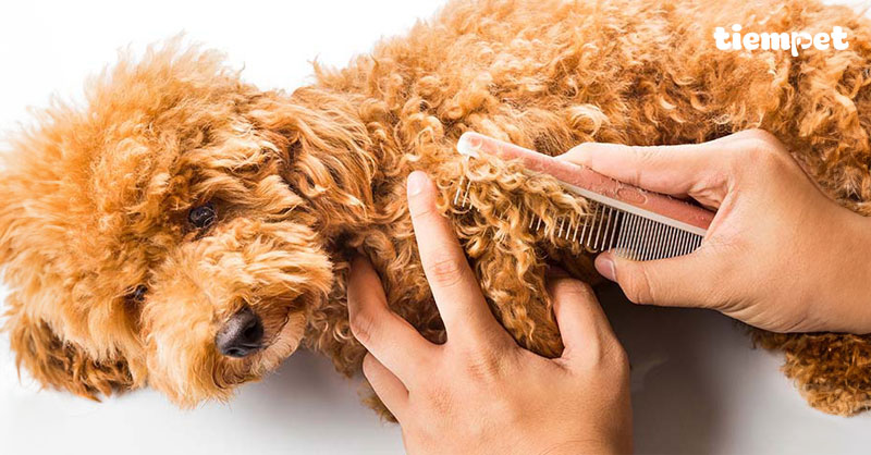 Chó bị rụng lông: Tìm hiểu nguyên nhân và cách điều trị triệt để