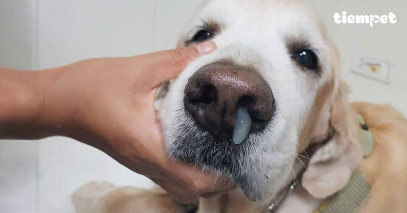 Chó bị sổ mũi thở khò khè, chó bị chảy nước mũi có sao không?