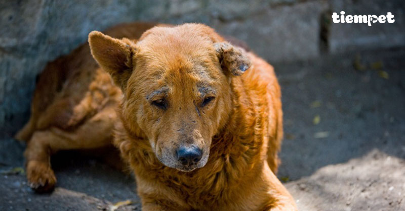 Chó bị viêm da: Tìm hiểu nguyên nhân và cách điều trị triệt để