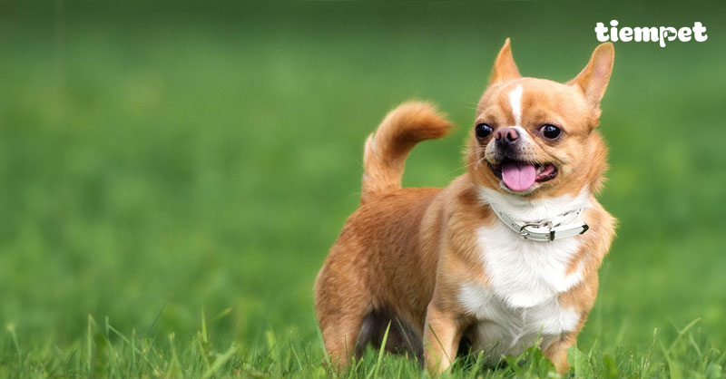 Giống chó Chihuahua: Nguồn gốc, đặc điểm, cách nuôi và giá bán