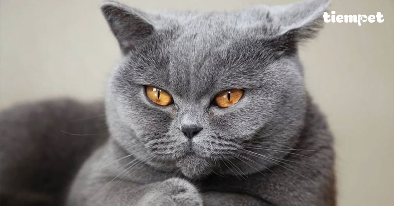 Giống mèo Anh lông ngắn: Nguồn gốc, đặc điểm, cách nuôi và giá bán
