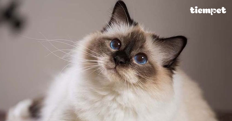 Giống mèo Ragdoll: Nguồn gốc, đặc điểm, cách nuôi và giá bán